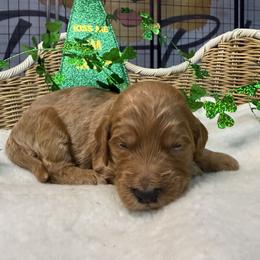 Green - Chocolate male Goldendoodle puppy in Clermont, Florida from Da Ruba Doodles