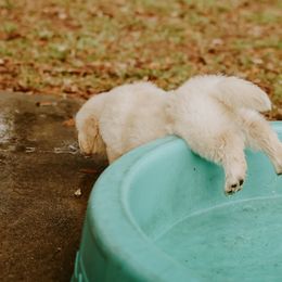 English Setter, Golden Retriever, and Gordon Setter Puppies from Katherine's Gordon Setters, English Setters, and Golden Retrievers