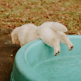English Setter, Golden Retriever, and Gordon Setter Puppies from Katherine's Gordon Setters, English Setters, and Golden Retrievers