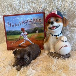 Maria - Liver female Shih Tzu puppy in Success, Missouri from Sweet Success