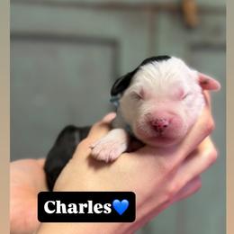 Charles - Gray and white male Old English Sheepdog puppy in Bristol, Indiana from Ridgeruns OES