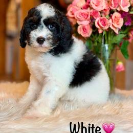 White - Black tri-color female Aussiedoodle puppy in Lancaster, Minnesota from Finney Ranch