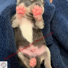 Tux - Blue and white male Chihuahua puppy in Chino Valley, Arizona from Dachshund Family Love Breeders
