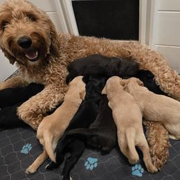 Double Doodle Puppies from Rock Creek Doodles