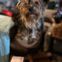 Prada - Yorkshire Terrier