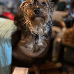 Prada - Yorkshire Terrier