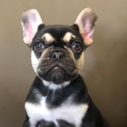 French Bulldogs from McBulldogs