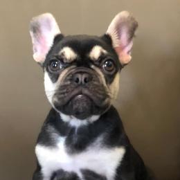 French Bulldogs from McBulldogs