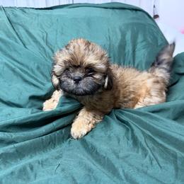 Boy 1 - Black and tan male Shih Tzu puppy in Milford, Delaware from Spunky Shih-Tzus Delaware (Spunky Shih-Tzus)