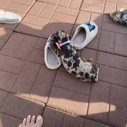 Dachshund Puppies from Witchy Woman’s Wiener’s
