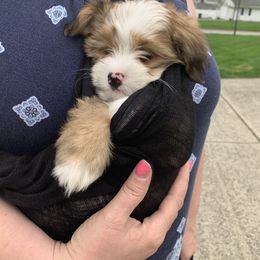 Bernedoodle Puppies from Mini Bernedoodle Babies- Indiana