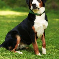 Shadow - Greater Swiss Mountain Dog
