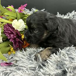 Bean - Black male Miniature Schnauzer puppy in Sylvania, Georgia from Southern Sky Miniature Schnauzers