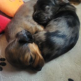 Dachshund Puppies from Harris Hugs and Wiener Wiggles