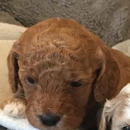 Female 1 - female Cavapoochon puppy in Fredericksburg, Ohio from Timshell Farm Specialty Crossbreed Puppies