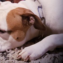 American Bulldogs from Kentucky Classic American Bulldogs