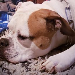American Bulldogs from Kentucky Classic American Bulldogs