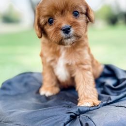 Cavapoo and Goldendoodle Puppies from Fitzdoodles