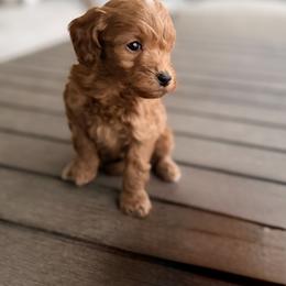 Bernedoodle, Goldendoodle, and Poodle Puppies from Beach Doodles