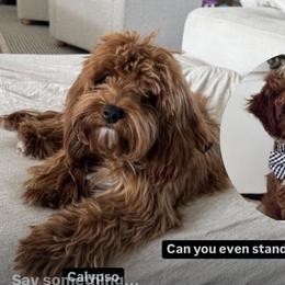 Calypso - Cavapoo