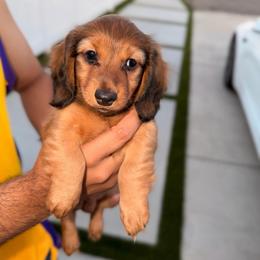 Autum - Red female Dachshund puppy in Chino Hills, California from Wooofyland LLC