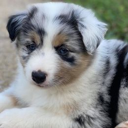 Australian Shepherds from St. Clair Aussies