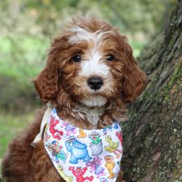 Bashful - Parti male Goldendoodle puppy in Warsaw, Ohio from Lovabledoodles