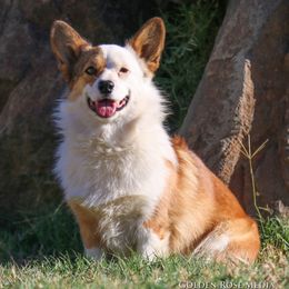 Bonnet - Pembroke Welsh Corgi