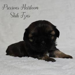 Girl 1 - Gold female Shih Tzu puppy in Enid, Oklahoma from Precious Heirloom Shih Tzus