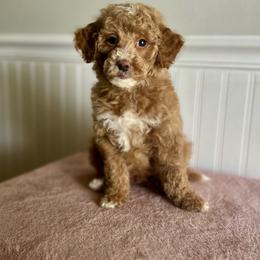 Lucky Charms - Apricot male Goldendoodle puppy in Taylorsville, North Carolina from Heartfelt Doodles