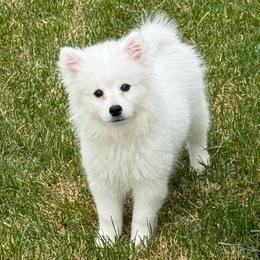 Daisy - White female American Eskimo Dog puppy in West Jordan, Utah from Ketura’s Angels Kennels