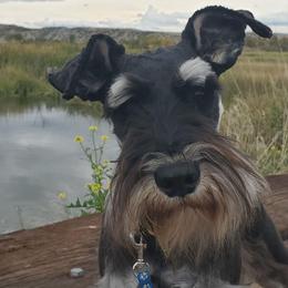Ranger - Miniature Schnauzer