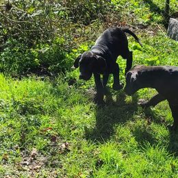 Great Dane Puppies from Trisha Self's Great Danes