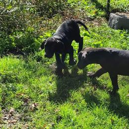 Great Dane Puppies from Trisha Self's Great Danes
