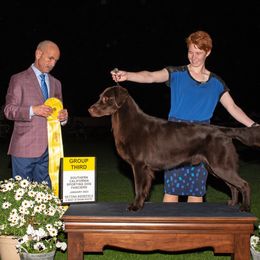Vesper - Flat-Coated Retriever