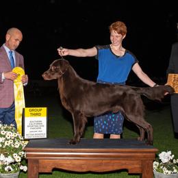 Vesper - Flat-Coated Retriever