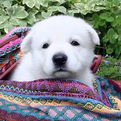 Berger Blanc Suisse and German Shepherd Puppies from Victorious White Shepherds