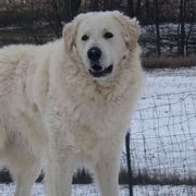 Rudi - Kuvasz