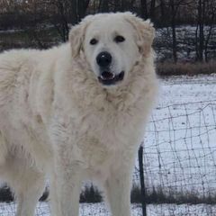 Rudi - Kuvasz