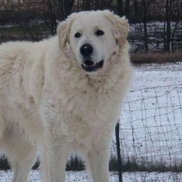 Rudi - Kuvasz