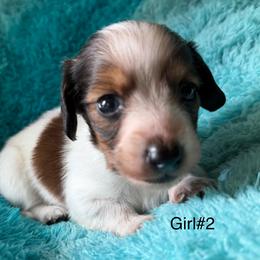 Girl 2 - Piebald female Dachshund puppy in Cherokee, Oklahoma from Special “K” Dachshunds