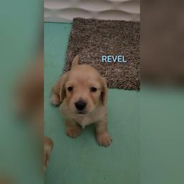 Revel - Cream male Dachshund puppy in Luttrell, Tennessee from Tiny Tails Ranch