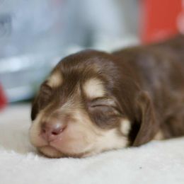 Finley - Chocolate and cream male Dachshund puppy in Bellville, Ohio from JK Mini Doxies