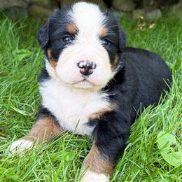 River - Black rust and white female Bernese Mountain Dog puppy in Sugarcreek, Ohio from Angel Valley Berners