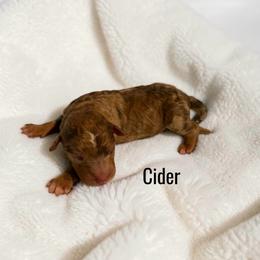 Cider - Red merle male Aussiedoodle puppy in Ellenburg Center, New York from Kristin's Puppies