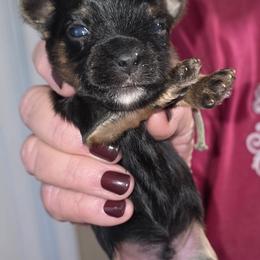 Andrew - Black and tan male Yorkshire Terrier puppy in Lampasas, Texas from Lone Star Yorkies Texas
