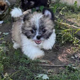 Iris Shiranian - Fawn female Companion Cross puppy in Avoca, Michigan from Repurposed Paradise Farm
