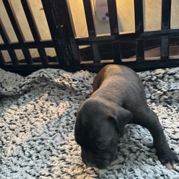 Puppy 1 - White male Boxer puppy in Lakeland, Florida from Cote's Boxers