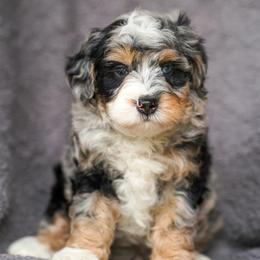 Skipper - Merle male Bernedoodle puppy in Dundee, Ohio from Down Home Doodle