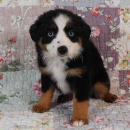 Cabernet - Black tri female Toy Australian Shepherd puppy in Okeana, Ohio from Fetching Toy Aussies